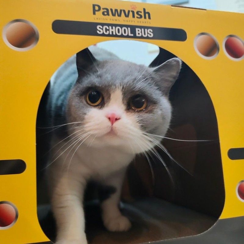 PAWVISH School Bus Cardboard Cat House and Scratcher, Play House,