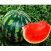 Seeds4planting - Seeds Watermelon Crimson Sweet Giant Heirloom Vegetable Non