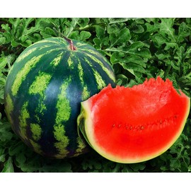 Seeds4planting - Seeds Watermelon Crimson Sweet Giant Heirloom Vegetable Non GMO