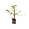 The Jonsteen Company Dawn Redwood | Small Tree Seedling |