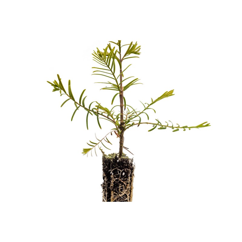 The Jonsteen Company Dawn Redwood | Small Tree Seedling |