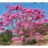 Seed-Top 60 Pink Tabebuia Rosea Seeds Trumpet Tree Handroanthus chrysotrichus