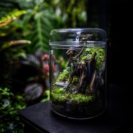 SARUFO Small Glass Plant Terrarium 4.7"X7" Inches Succulent Air Planter Fern Moss Micro-Landscape Vase for Home Garden Office Tabletop Decoration Container with Lid Indoor Wardian Copyright Patent