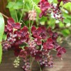Palm Beach Medicinal Herbs - Chocolate Vine (Akebia quinata) - Packet of 3 Seeds