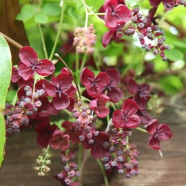 Palm Beach Medicinal Herbs - Chocolate Vine (Akebia quinata) - Packet of 3 Seeds