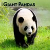 Giant Pandas | 2024 12 x 24 Inch Monthly Square
