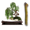 Twigz Nursery 2 DRAGON BONSAI CUTTING STARTS! Weeping Willow Tree