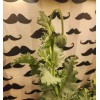 Izmir Poppy TRUE Izmir Asian OB Poppy Seed (Papaver S.)
