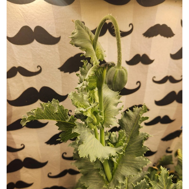 Izmir Poppy TRUE Izmir Asian OB Poppy Seed (Papaver S.)