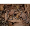 BKK MUTSU Circle Heavy-SS Hook | 1/0 | 7-Pack |