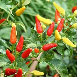 Tabasco Hot Pepper Select 20-200 - 1000 Seeds Make Your own Sauce! Colorful Plant! (20)