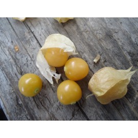 Mad River Seeds "Ground Cherry" or Strawberry Husk Tomato *HEIRLOOM* SEEDS OF LIFE