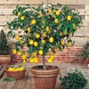 Citrus Tree Specific Organic Liquid Kelp Fertilizer by Gardenera -