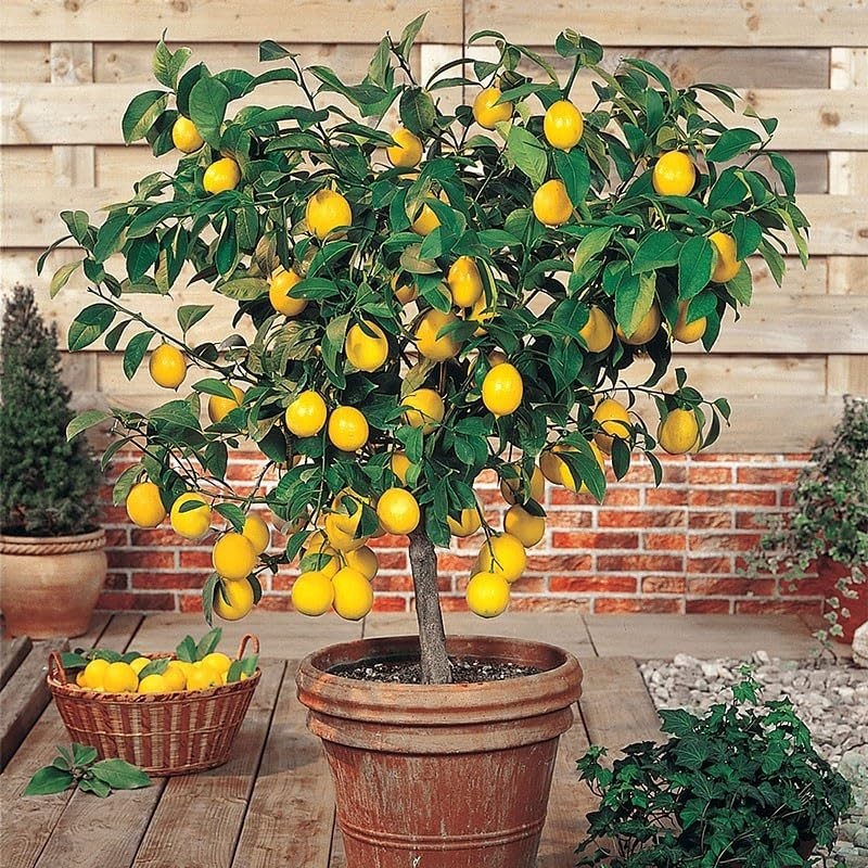 Citrus Tree Specific Organic Liquid Kelp Fertilizer by Gardenera -