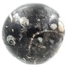 Steinfixx - Fantastic Orthoceras Ball - Beautiful Fossils in Granite