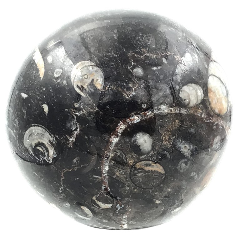 Steinfixx - Fantastic Orthoceras Ball - Beautiful Fossils in Granite