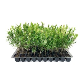 Bottlebrush Red Cluster Tree I 10 Live Plants I Callistemon Citrinus Red Cluster I Vibrant Red Blooms, Fast-Growing, Drought-Tolerant Outdoor Plant, Ideal for Gardens