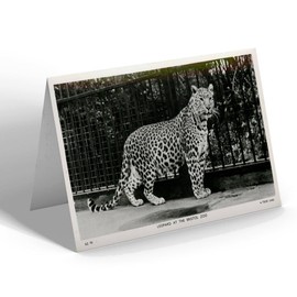 GREETING CARD - Vintage Bristol - Leopard at the Bristol Zoo