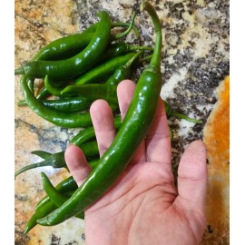 Sunshine Seeds Hot Finger Chile Pepper Seeds (20) / ORGANIC / FLORIDA GROWN / EXTREMELY RARE