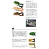 Smith LTD Frog Strike Frog No. 07 MG