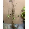 live plant Two plants 2-3 year old Washington hawthorn (Crataegus