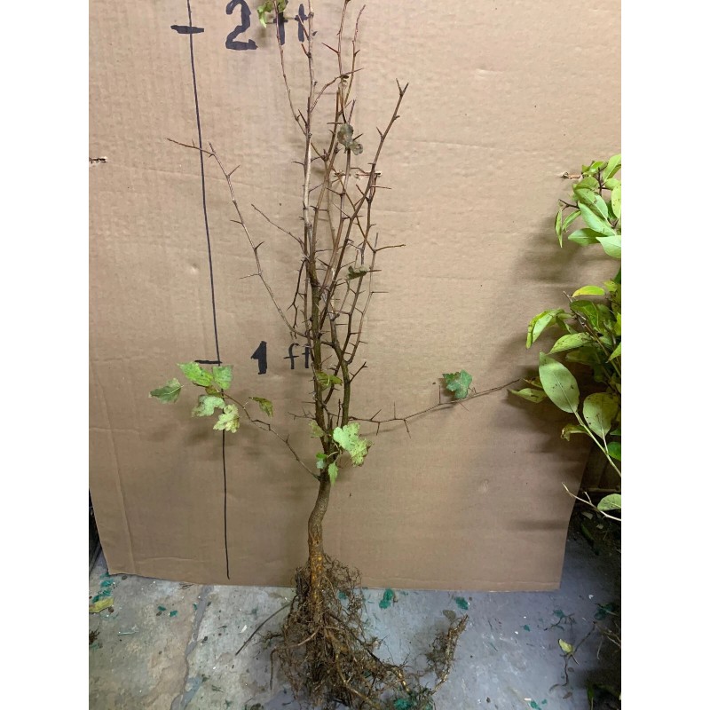 live plant Two plants 2-3 year old Washington hawthorn (Crataegus