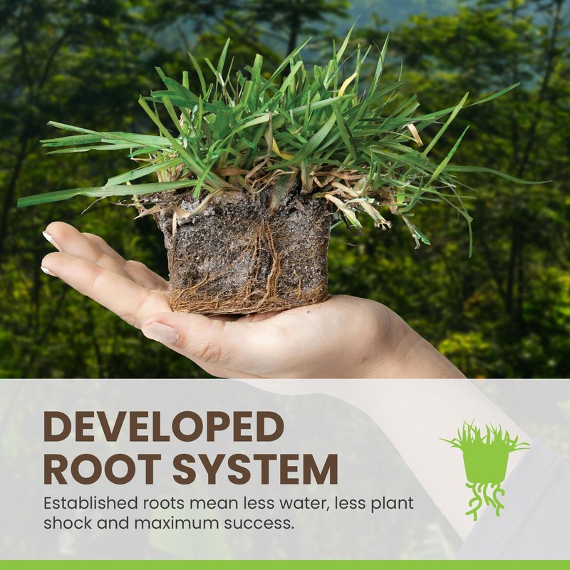 SodPods® Centipede Grass Plugs for Lawn Repair, 3" x 3"