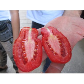 Miracolo di San Gennaro Plum Tomatoes - S. Abagnale - Campania, Italy - 960 g (33.8 oz)