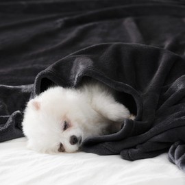 BEAUTEX Fleece Blanket Queen Size Super Soft Flannel Throw Blanket Lightweight Fuzzy Plush Blanket for Couch Sofa or Bed All Seasons (Black, 90" x 90")