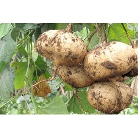 100 Pcs Non-GMO Jicama Seeds Heirloom Mexican Yam Bean Mexican Turnip Seeds in The Garden or Home Vegetable Garden Cu San Cu Dau