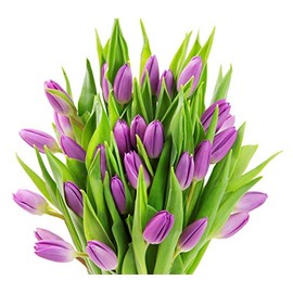 Farm2Door: 30 Purple Tulips Fresh from Holland - Farm Direct Wholesale Fresh Flowers