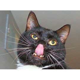 The Nose Fing with Ollie  8 x 10" Unframed Photo