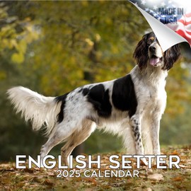2024 2025 English Setter Calendar - Dog Breed Monthly Wall Calendar - 12 x 24 Open - Thick No-Bleed Paper - Giftable - Academic Teacher's Planner Calendar Organizing & Planning - Made in USA