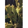 Cactus BUNNY EARS CACTUS OPUNTIA MICRODASYS 5 Pads For $11.00