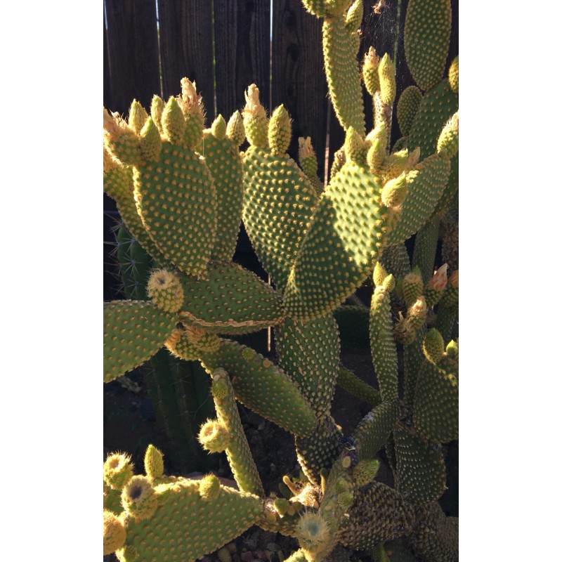 Cactus BUNNY EARS CACTUS OPUNTIA MICRODASYS 5 Pads For $11.00