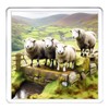 Sheep Coaster Set. 4 different Sheep Pictures on 10cm x