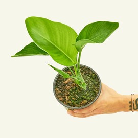 Rooted White Bird of Paradise, Strelitzia Nicolai, Live Indoor, Home Decor, Easy to Grow, Easy to Care, Outdoor Garden and Low Maintenance Houseplant, 6 inch Pot