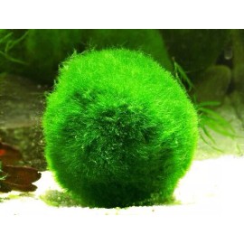 1~1.5 inch Marimo Moss 5 Balls Cladophora Live Aquarium Plant Fish Tank