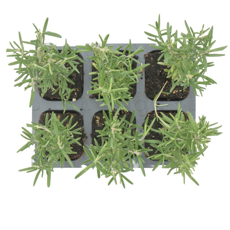 6 Tuscan Blue Rosemary, Live Plants – Rosmarinus Officinalis –