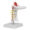 1:1 Human Cervical Vertebra Arteria Spine Spinal Nerves Anatomical Model
