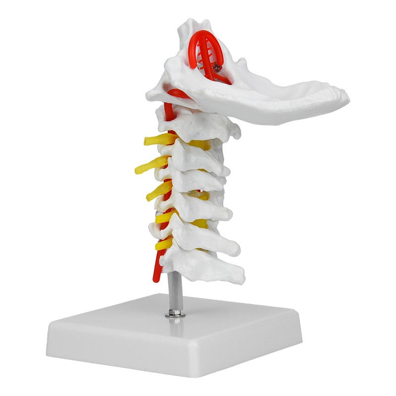 1:1 Human Cervical Vertebra Arteria Spine Spinal Nerves Anatomical Model