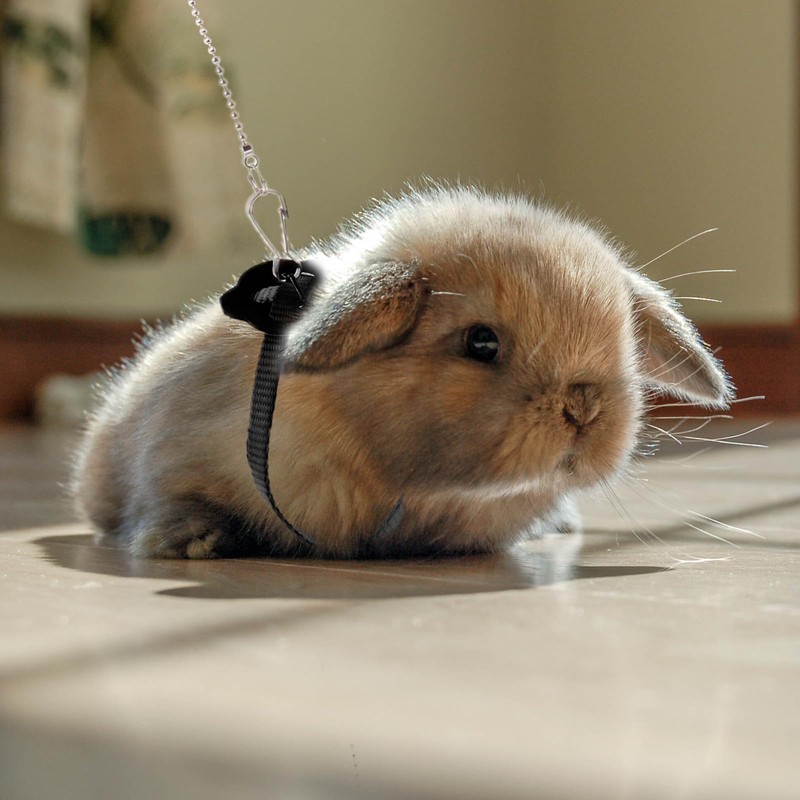 HOKABLE 2 Pack Adjustable Hamster Leash Harness for Harness for