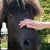 The Blissful Horses Gentle Touch Horse Shampoo, Hypoallergenic and Tearless
