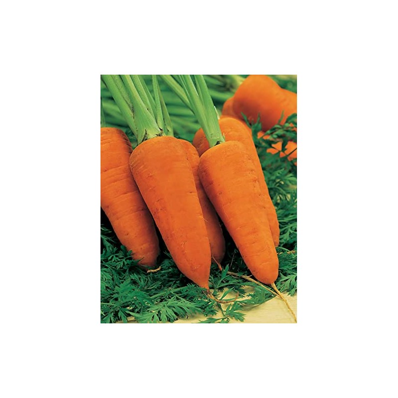 Johnsons 21445 Vegetable Seeds, Carrot Chantenay Red Cored 2