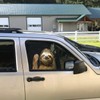 Sloth Automotive Decals Car Window Cling Funny Car Sticker Animal