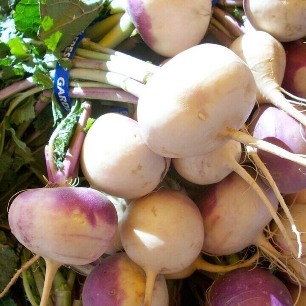 POPPA IN THE GARDEN 1200+ Purple Top Turnip Seeds |