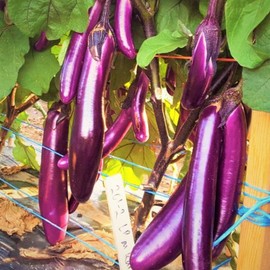 TomorrowSeeds - Purple Shine Chinese Eggplant Seeds - 200+ Count - For 2025 Planting Long Asian Aubergine Japanese Eggplants Brinjal Melongene Melanzana Vegetable Grow Your Own Home Farm Patio Healthy