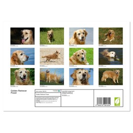 Golden Retriever Power (Monthly Wall Calendar 2025 11.7" x 16.5" (open)), CALVENDO 14 Month Calendar