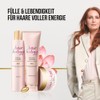 Hair Biology Full & Shining Shampoo for Fine or Thinner