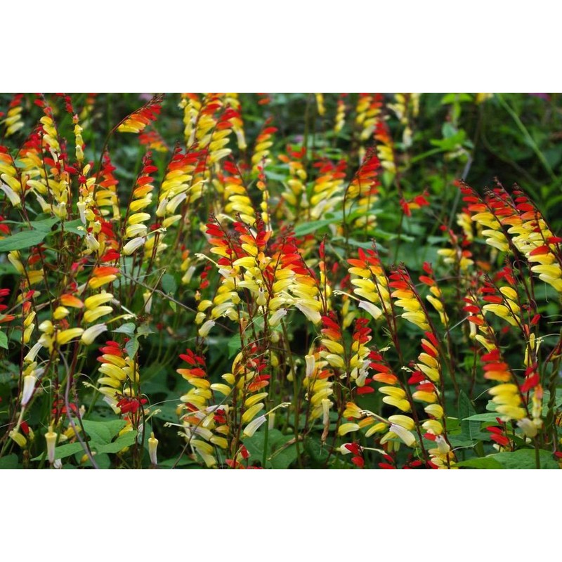 RAISE ME UP: Seeds Firecracker Vine Mina Lobata Quamoclit Annual